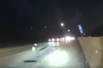 Zločesta koza bježala policiji: Pogledajte kako su je lovili na autocesti