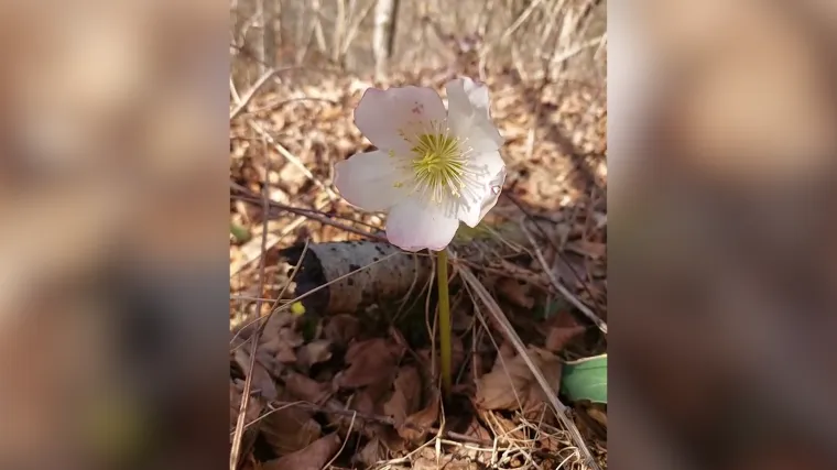 Ako uberete ovaj cvijet, mogu vam opaliti i 4000 eura kazne!