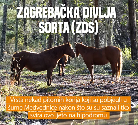 Konji znaju &scaron;to je bilo