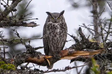 [KVIZ] Koliko znaš o sovama?