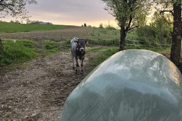 Zagorski bjegunac Franc: Boškarin otišao u razgledavanje pa stigao kući na doručak