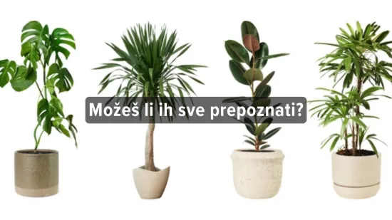 [KVIZ] Možeš li prepoznati ove sobne biljke?