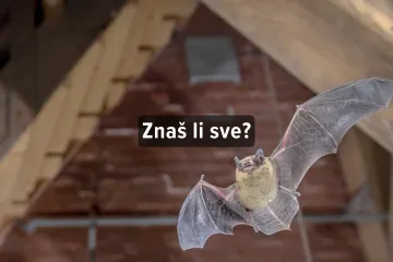 [KVIZ] Koliko zna&scaron; o &scaron;i&scaron;mi&scaron;ima?