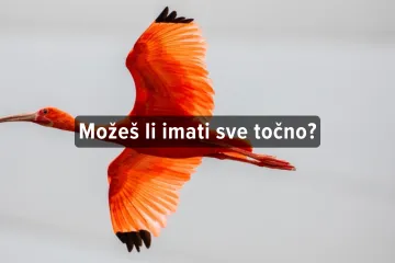 [KVIZ] Koliko znaš o pticama selicama?