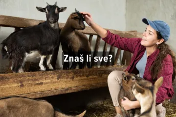 [KVIZ] Kako se zovu mladunci ovih domaćih životinja?