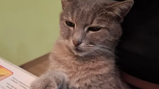 Mačke u ulozi komičara: 30 preslatkih fotki koje će vam uljep&scaron;ati dan