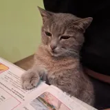 Mačke u ulozi komičara: 30 preslatkih fotki koje će vam uljep&scaron;ati dan