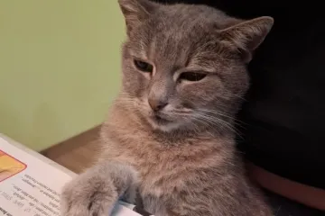 Mačke u ulozi komičara: 30 preslatkih fotki koje će vam uljep&scaron;ati dan