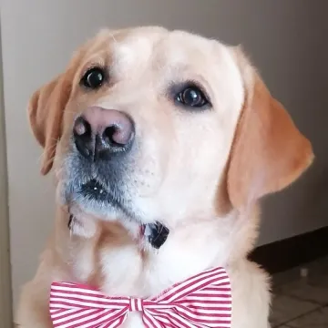 Labradori koji su osvojili srca: 40 najslađih četveronožnih prijatelja na&scaron;ih čitatelja