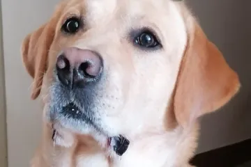 Labradori koji su osvojili srca: 40 najslađih četveronožnih prijatelja na&scaron;ih čitatelja