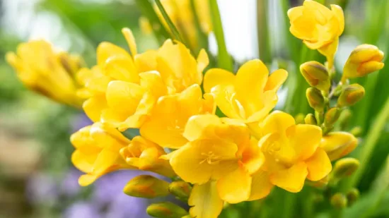 &Scaron;arene frezije ispunit će dom mirisom, a jednostavne su za uzgoj