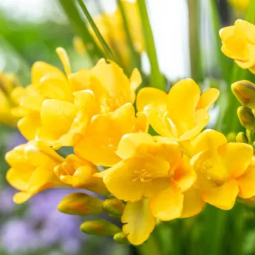 &Scaron;arene frezije ispunit će dom mirisom, a jednostavne su za uzgoj