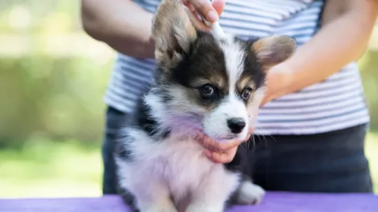 Krpelji su već posvuda: Evo kako za&scaron;tititi kućne ljubimce od tih napasti
