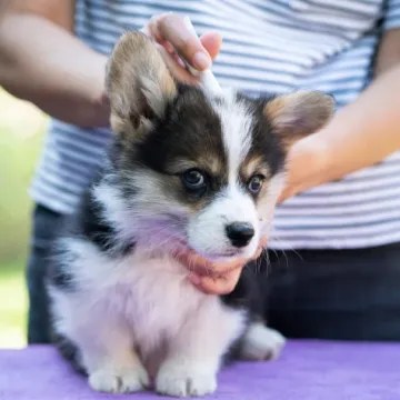 Krpelji su već posvuda: Evo kako za&scaron;tititi kućne ljubimce od tih napasti