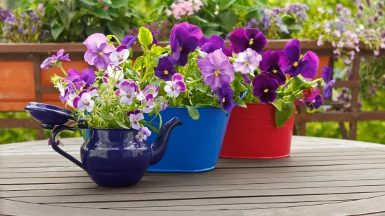 Kako uzgojiti savr&scaron;ene maćuhice u teglama - praktični savjeti