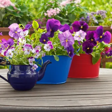 Kako uzgojiti savr&scaron;ene maćuhice u teglama - praktični savjeti