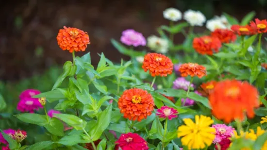 Cinija: Rasko&scaron;na kraljica ljetnog vrta koju je tako lako voljeti