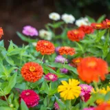 Cinija: Rasko&scaron;na kraljica ljetnog vrta koju je tako lako voljeti