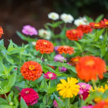 Cinija: Rasko&scaron;na kraljica ljetnog vrta koju je tako lako voljeti