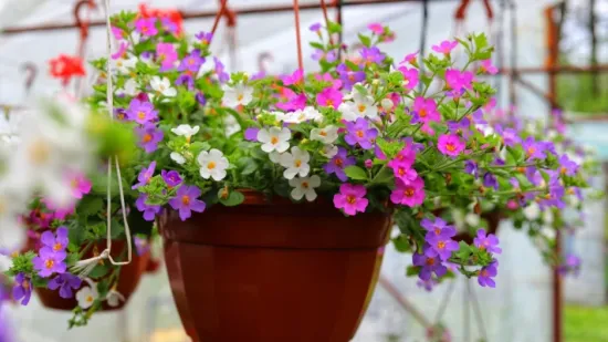 Nezahtjevna bakopa: Savr&scaron;en izbor za tvoj vrt ili balkon ovog ljeta