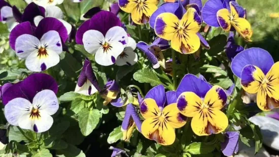 Prekrasne maćuhice: Čitateljice pokazale svoje najljep&scaron;e cvjetne kutke