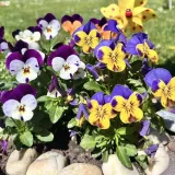 Prekrasne maćuhice: Čitateljice pokazale svoje najljep&scaron;e cvjetne kutke