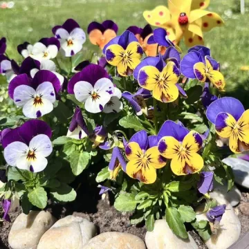 Prekrasne maćuhice: Čitateljice pokazale svoje najljep&scaron;e cvjetne kutke