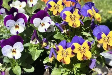 Prekrasne maćuhice: Čitateljice pokazale svoje najljep&scaron;e cvjetne kutke