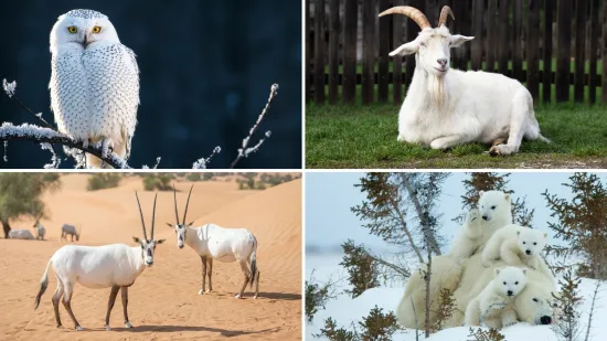 [KVIZ] Može&scaron; li prepoznati ove bijele domaće životinje?