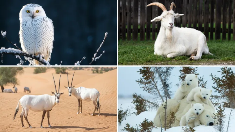 [KVIZ] Može&scaron; li prepoznati ove bijele domaće životinje?