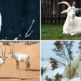 [KVIZ] Može&scaron; li prepoznati ove bijele domaće životinje?