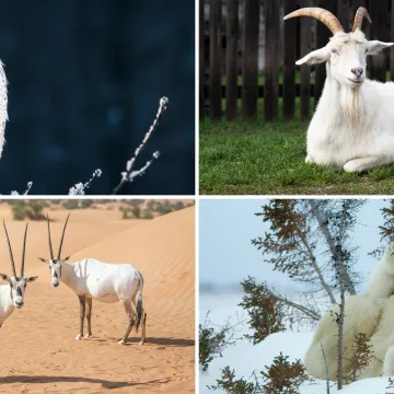 [KVIZ] Može&scaron; li prepoznati ove bijele domaće životinje?
