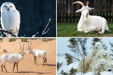 [KVIZ] Može&scaron; li prepoznati ove bijele domaće životinje?