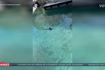 Što ne raditi ako sretnete ovu neobičnu ribu? Oceanolog upozorio: 'Time postaje agresivna'