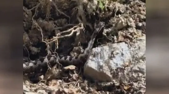 U Dalmaciji su već četiri puta pokazali zube, Zagrebom se poskok samo 'pro&scaron;etao'