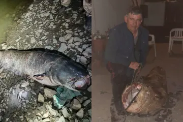 Spektakularan ulov na ušću Drave i Dunava: Borio se 45 minuta sa somom od 103 kilograma!