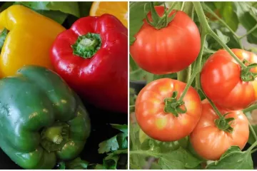 S poljoprivredne parcele u Nedelišću ukradeno stotinjak kilograma paprike i rajčice!