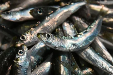 Plava riba stigla u ribarnicu! Zbog nje su neki stajali u redovima: ‘Divota Božja’