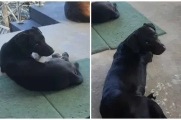 Jeste li nas vidjeli? Izgubljeni psi u okolici Okruglog Vrha