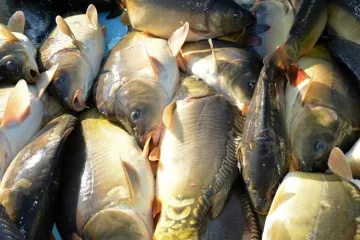 Ponuda &scaron;arana uoči Badnjaka: Donosimo cijene, ali i savjete za kupnju