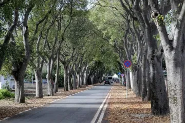 Projekt zahtjevne rekonstrukcije dobila tvrtka iz Zagreba &ndash; kako pro&scaron;iriti ulicu, a sačuvati sva stabla?