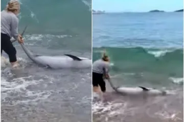 Herojski trenutak u Orebiću: Sara i Dario spasili nasukanog dupina