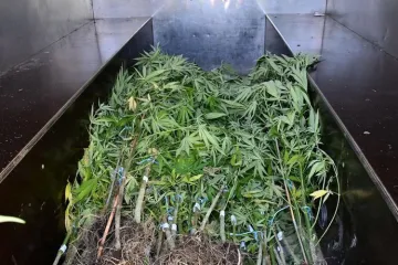 Osječanin u Baranji napravio ilegalnu plantažu konoplje