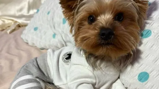 Kakvi slatki&scaron;i! Ovo su najslađi ljubimci na&scaron;ih čitateljica