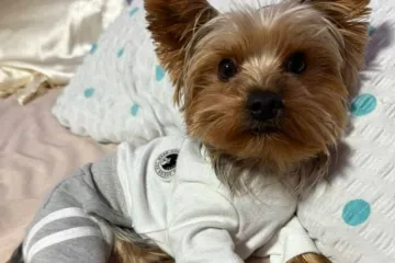 Kakvi slatki&scaron;i! Ovo su najslađi ljubimci na&scaron;ih čitateljica