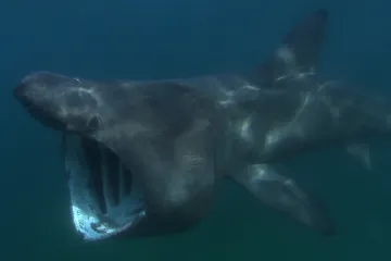 Kod Cresa vidjeli drugog najvećeg morskog psa na svijetu: Riječ je o migratorskoj vrsti