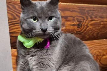 Mačje zvijezde na&scaron;ih čitateljica: Smije&scaron;ne, slatke i jednostavno neodoljive