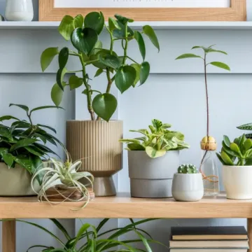 Proljetno buđenje sobnog bilja: Vodič za njegu nakon zime