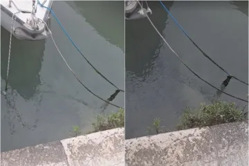 Ovo je razlog za&scaron;to je more na Batali smeđe, a područje zaudara