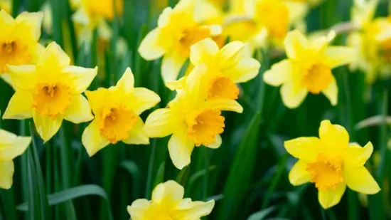 Narcis ili sunovrat: Grčki mit, opojna ljepota i savjeti za uzgoj vjesnika proljeća